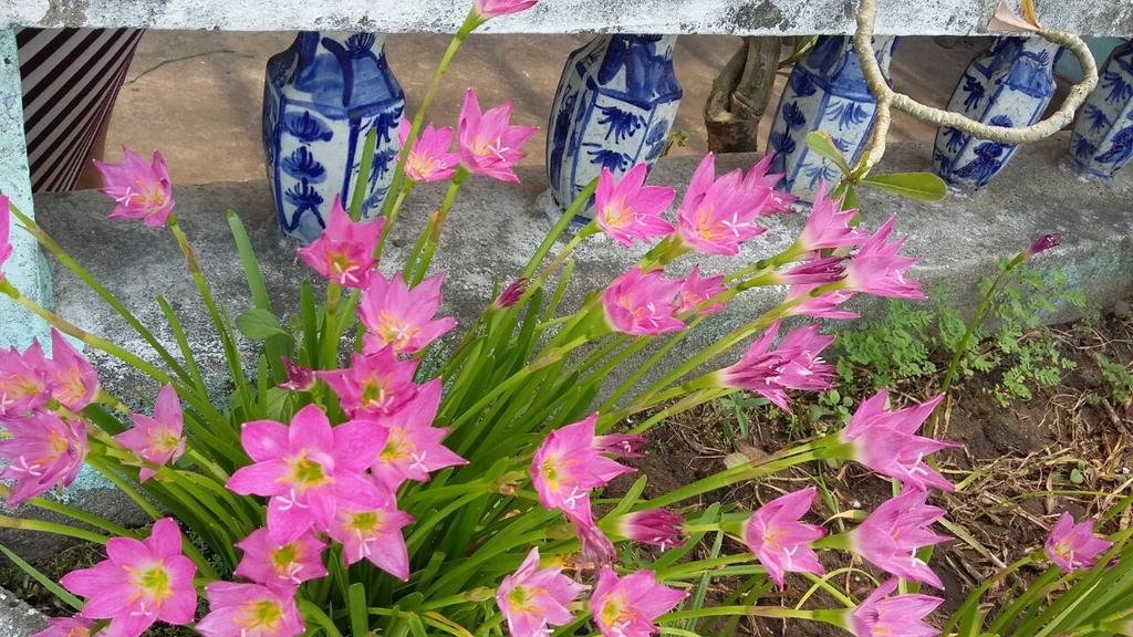 Center Homestay Hội An Kültér fotó